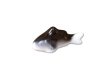 Photo1: Figurine Mini koi mini-sized carp black (1)